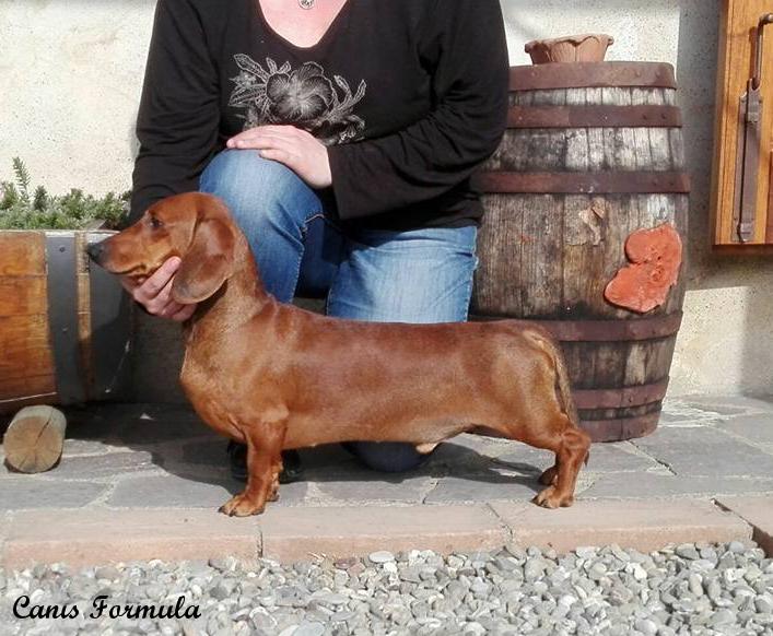 Dachshund toscana